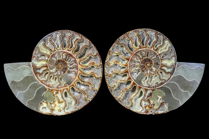 Cut & Polished Ammonite Fossil - Agate Replaced #165976
